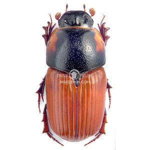 APHODIUS SCRUTATOR